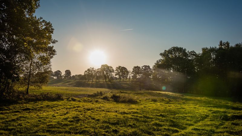 lawn, sun, glare, summer, nature, 4k