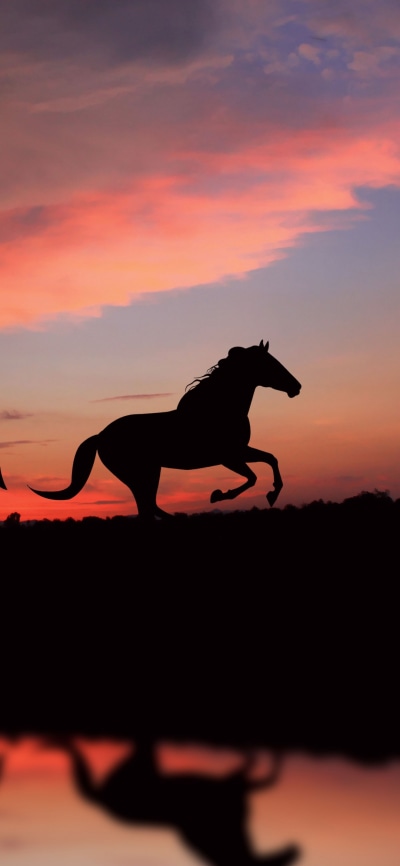 Animal Horse, Silhouette, Reflection, 1080x2340