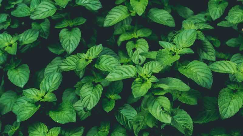 plants, green, macro, closeup, 4k