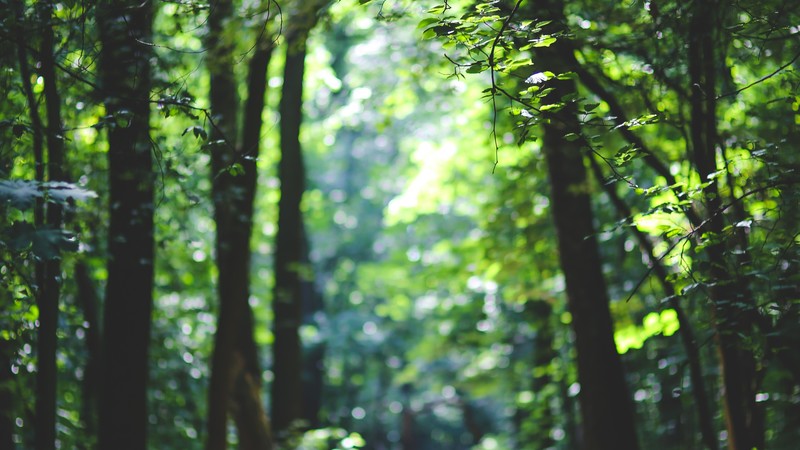 Forest, 4k, trees, sunlight, path