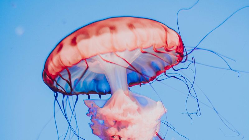 jellyfish, tentacles, creature, red, 4k