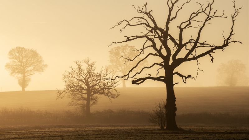 trees, fog, hills, nature, 4k