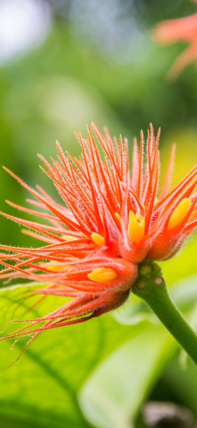 Earth Flower, Orange Flower, 1080x2340