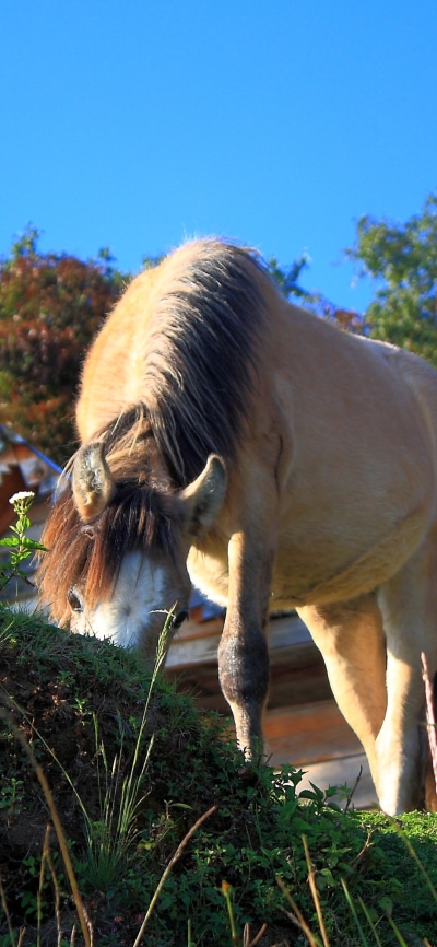 Animal Horse, 1080x2340