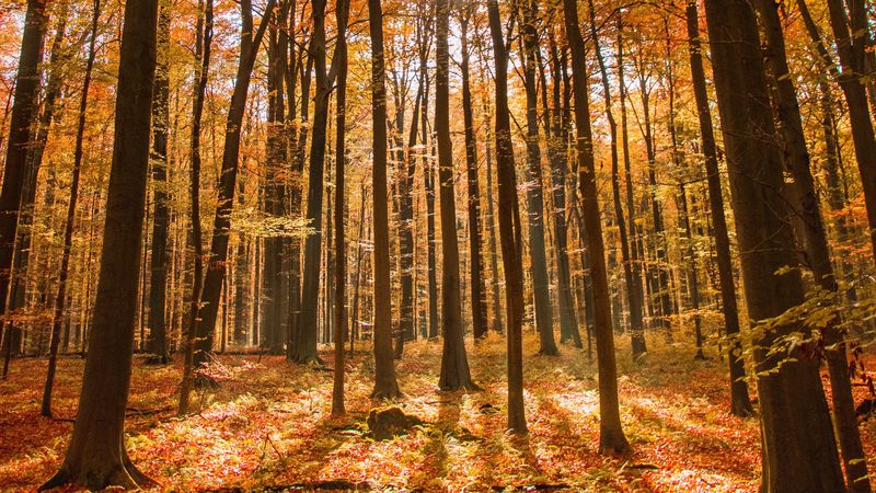 forest, autumn, nature, 4k