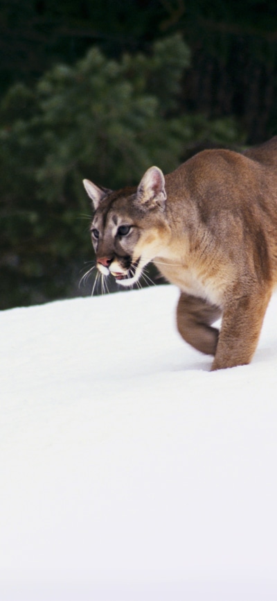 Animal Cougar, 1080x2340