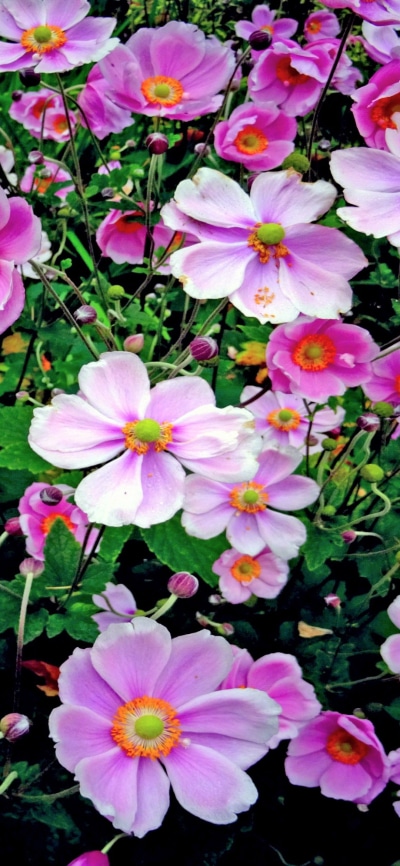 Earth Flower, Pink Flower, 1080x2340
