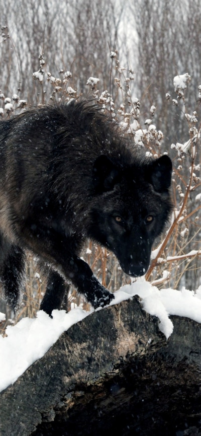Animal Wolf, Snow, 1080x2340