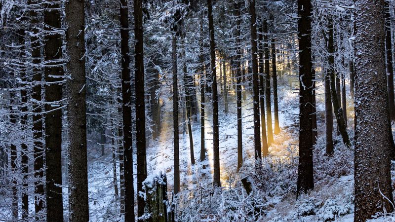 winter forest, trees, rays, glare, 4k