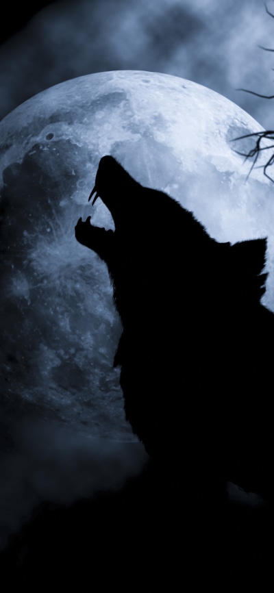 Fantasy Wolf, 1080x2340