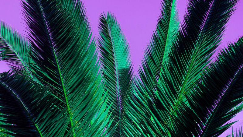 palm, branches, plant, leaves, purple, 4k