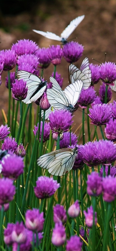 Animal Butterfly, Purple Flower, Flower, 1080x2340