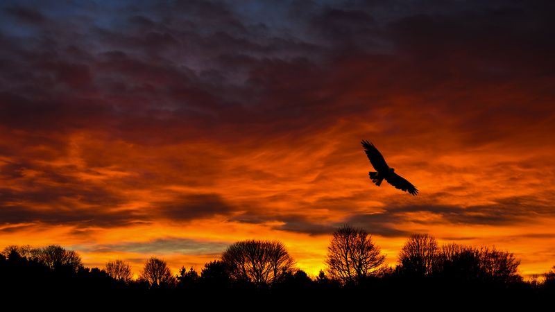 bird, sunset, silhouette, trees, 4k