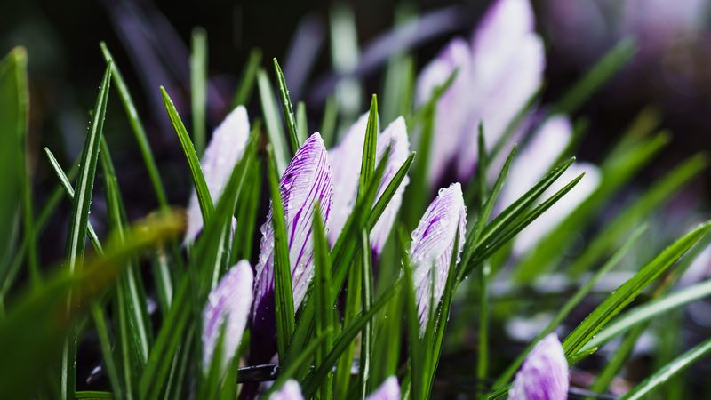 spring, flowers, grass, flowering, 4k