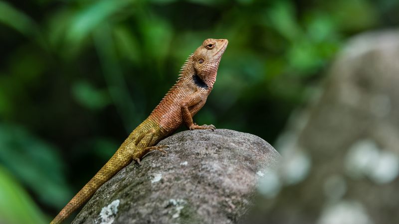 lizard, reptile, amphibian, stone, 4k