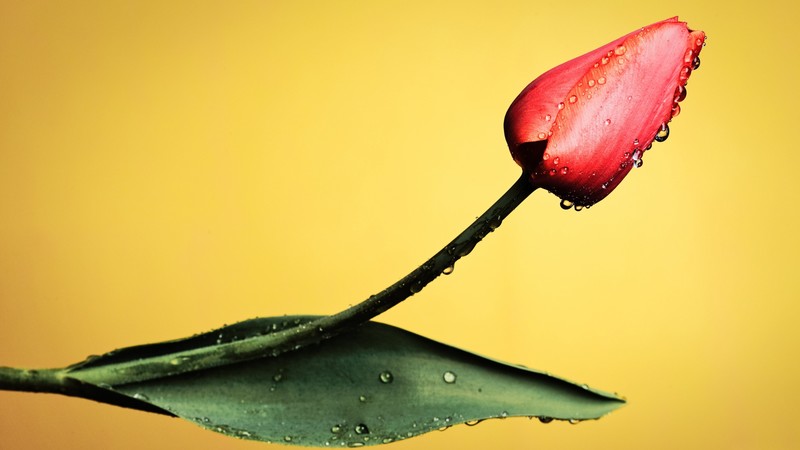 red tulip, 4K, yellow, macro, background
