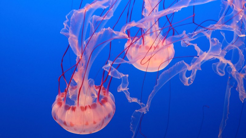 Pink Jellyfish, Monterey Bay Aquarium, diving, tourism