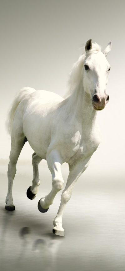 Animal Horse, 1080x2340