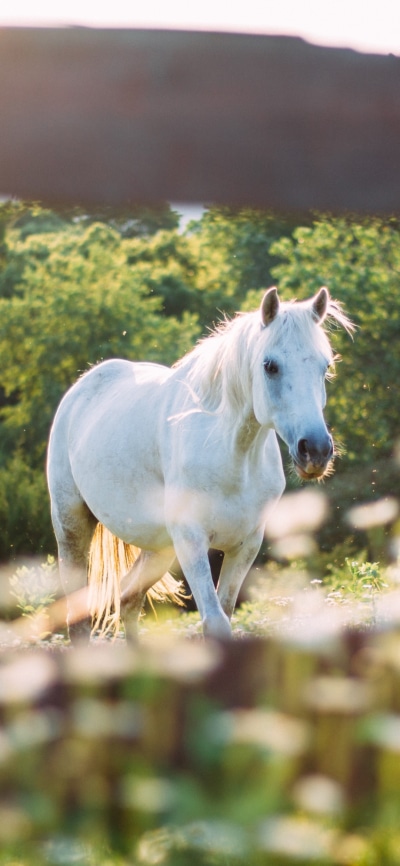 Animal Horse, 1080x2340