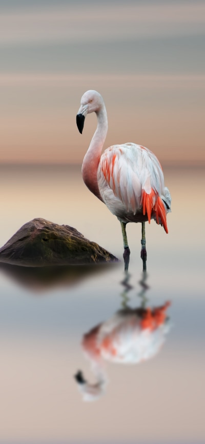 Animal Flamingo, Horizon, Bird, Reflection, 1080x2340