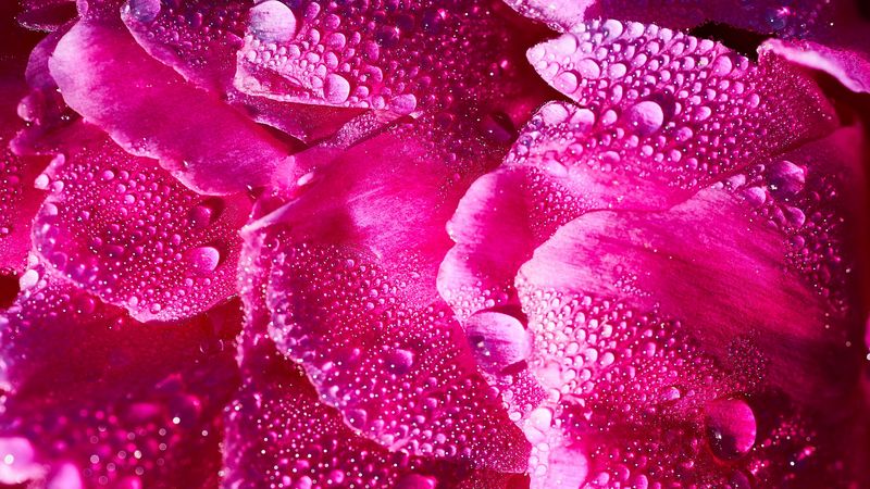 petals, drops, macro, flower, 4k