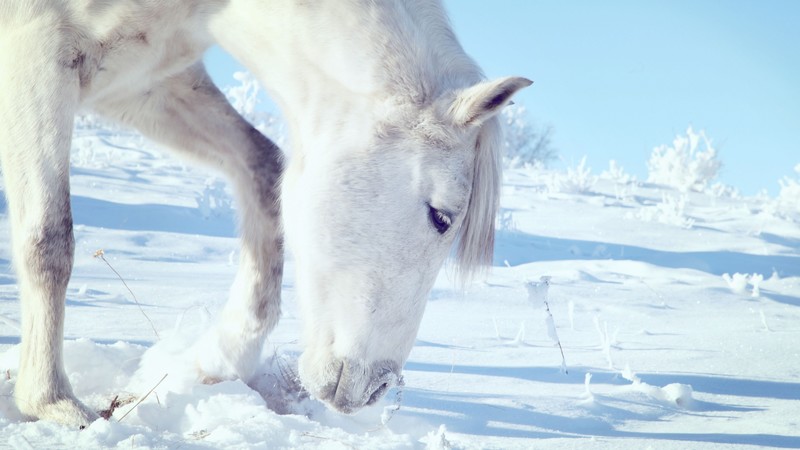Horse, hooves, mane, white, snow, winter, close