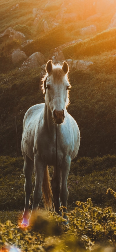 Animal Horse, 1080x2340
