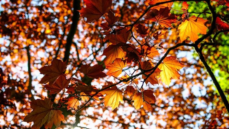 leaves, maple, branch, rays, 4k