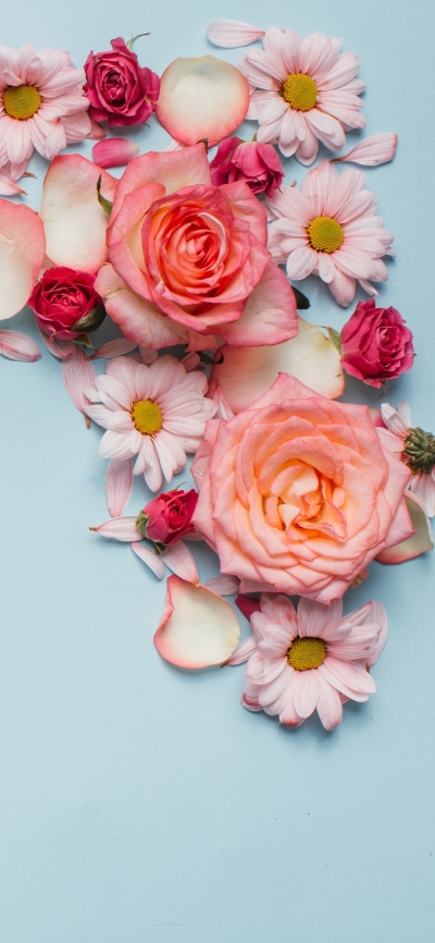 Man Made Flower, Petal, Rose, 1080x2340
