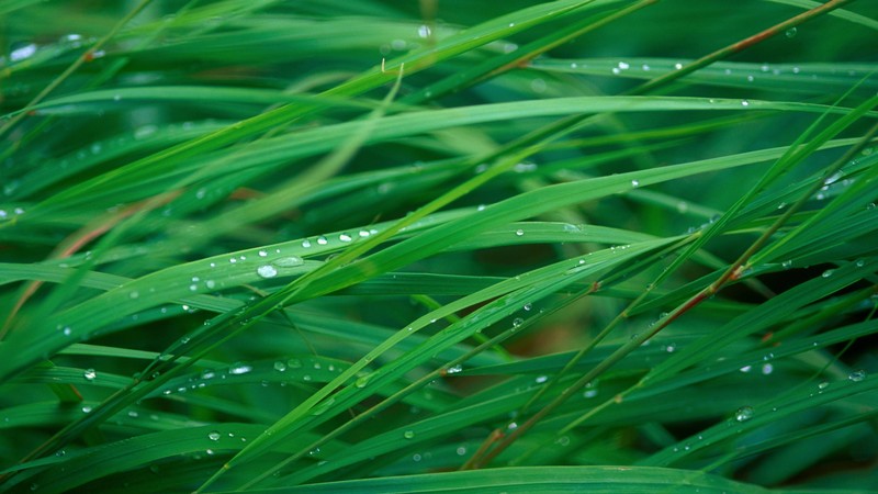grass, 4K, OSX, green, dew