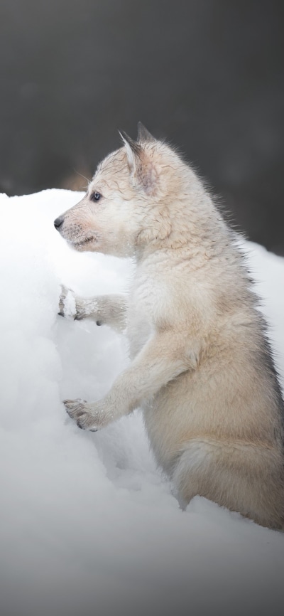 Animal Wolf, Cub, Baby Animal, Snow, 1080x2340