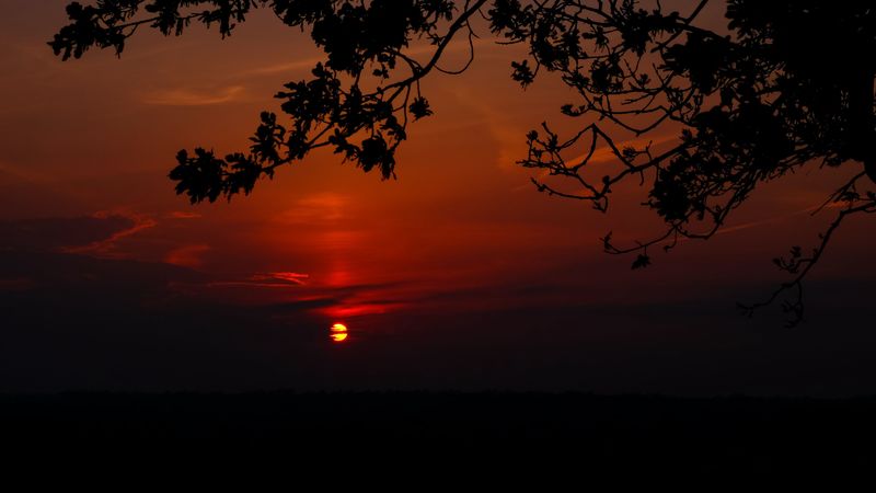 sunset, branch, cloud, horizon, 4k