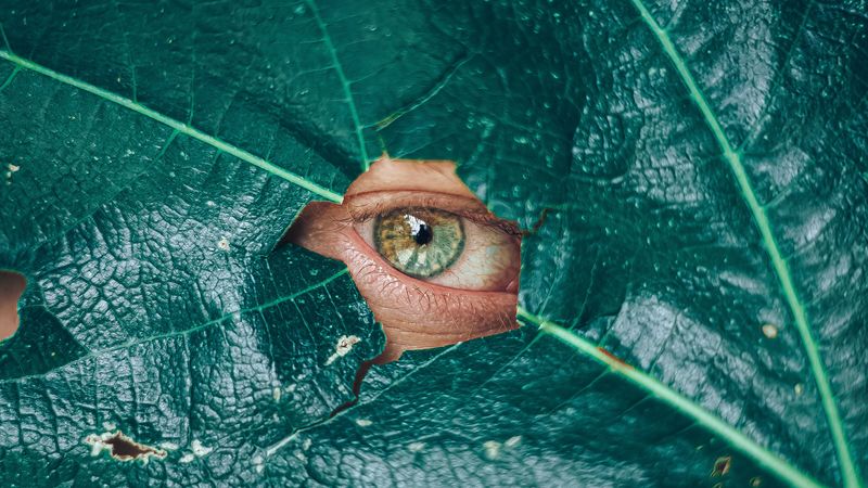 eye, glance, leaf, plant, 4k