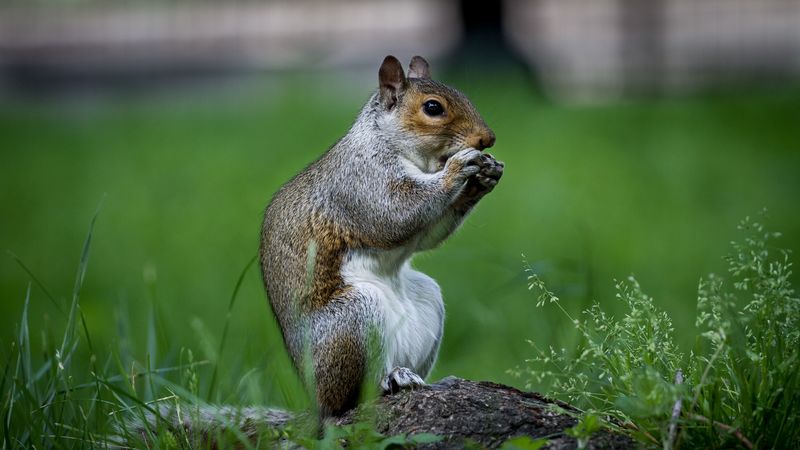 rodent, squirrel, beast, cute, grass, 4k