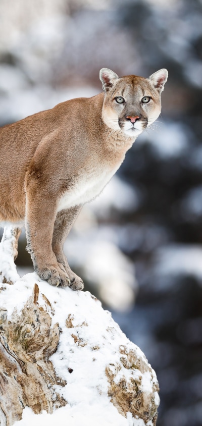 Animal Cougar, 1080x2280
