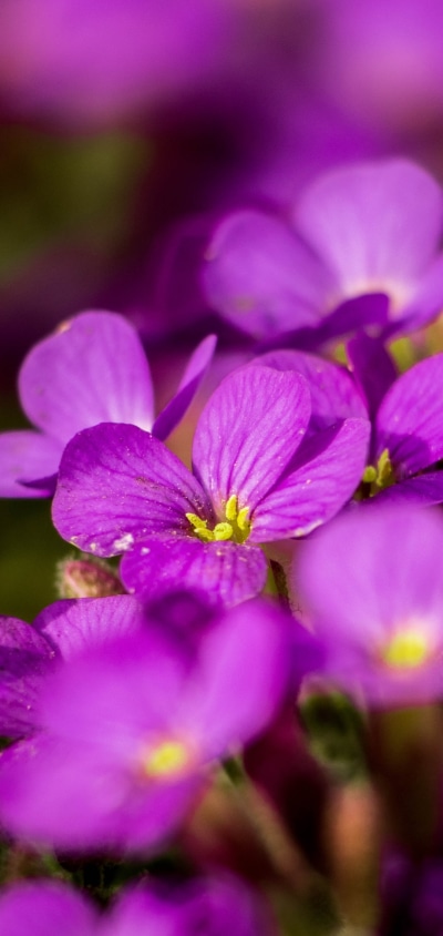 Earth Flower, Plant, Blur, Aubrieta, Purple Flower, Petal, 1080x2280