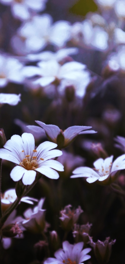 Earth Flower, Blur, Nature, White Flower, 1080x2280