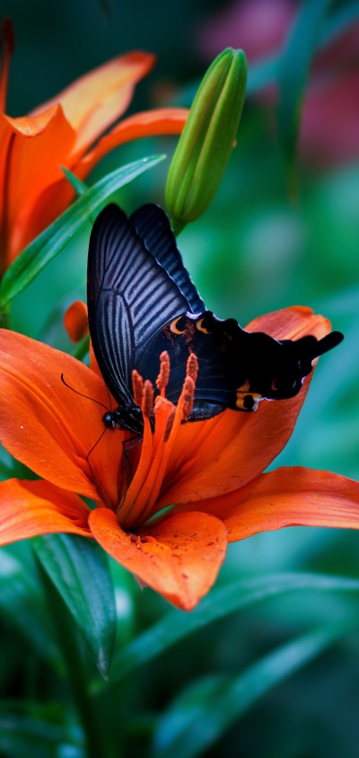 Animal Butterfly, Flower, Insect, Macro, Lily, Orange Flower, 1080x2280