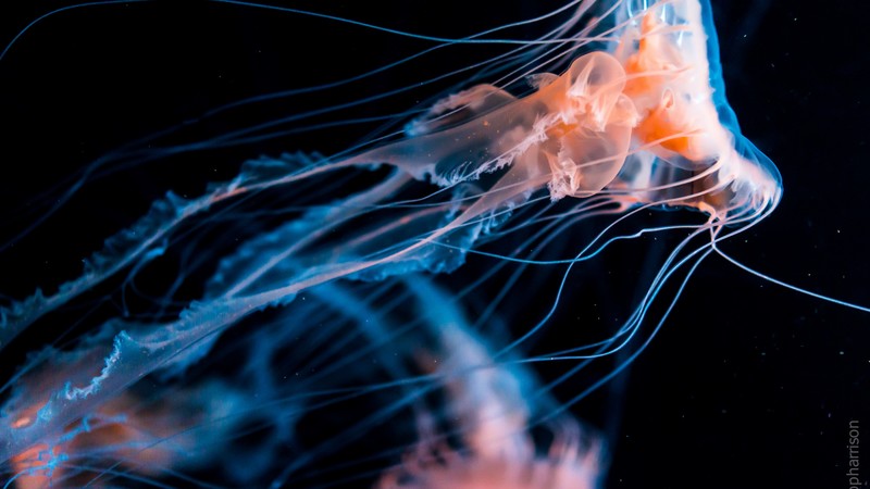 Jellyfish, diving, tourism, underwater