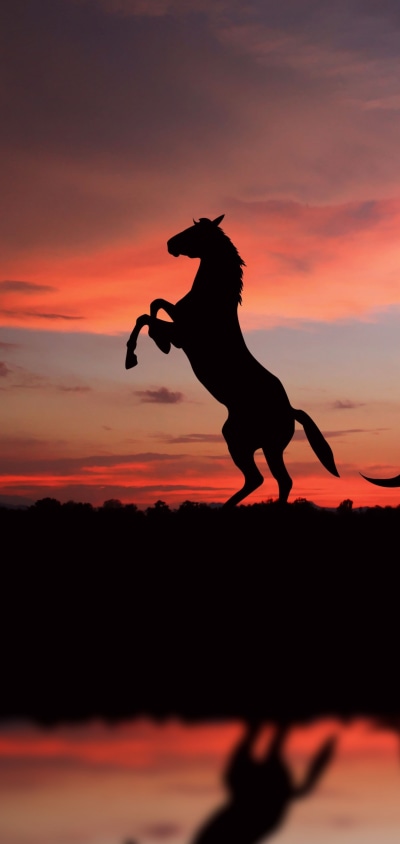 Animal Horse, Sunset, Reflection, Silhouette, 1080x2280
