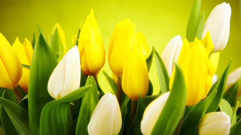 Tulip, 4k, spring, flower, yellow