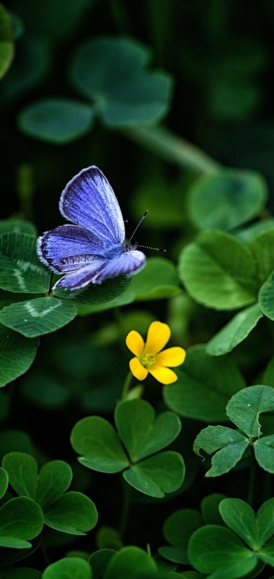 Animal Butterfly, Clover, 1080x2280