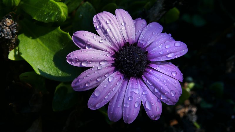 flower, purple, daisy, petals, 4k