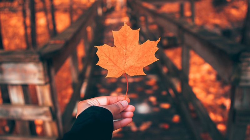 leaf, maple, autumn, hand, 4k