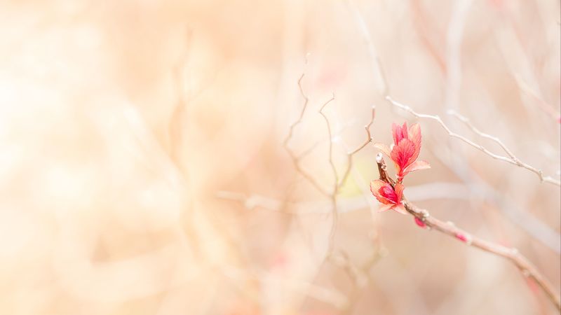 branch, leaves, pink, delicate, 4k