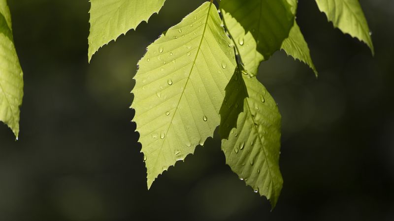 leaf, drops, branch, macro, 4k