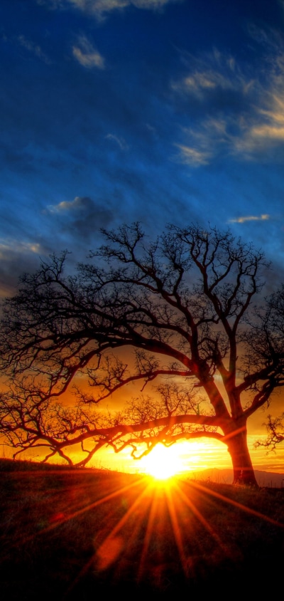 Earth Sunset, Tree, Nature, Sunbeam, 1080x2280