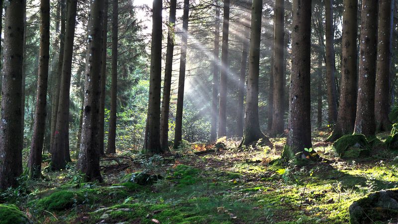 forest, the rays of the sun, trees, foliage, grass, 4k
