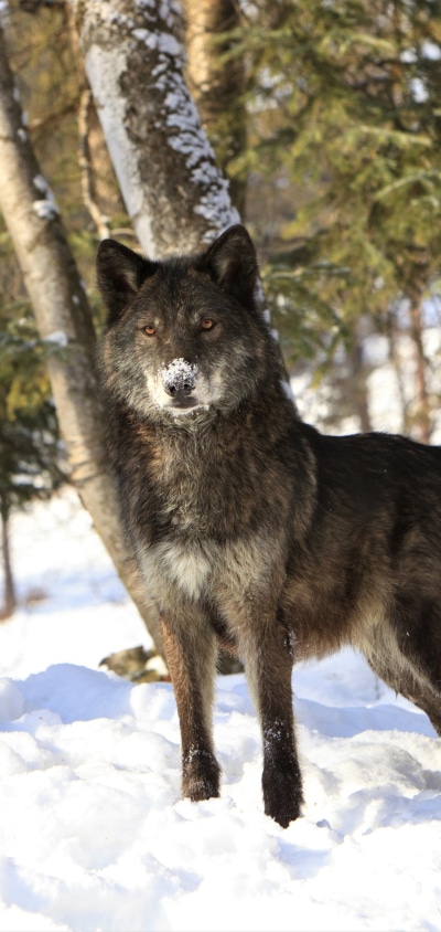 Animal Wolf, Snow, Winter, 1080x2280