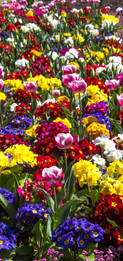 Earth Flower, Primula, Earth, Colors, Spring, Colorful, 1080x2280